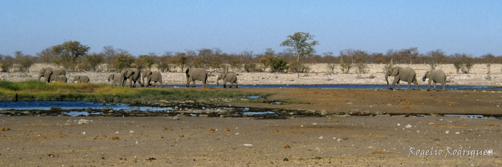 Manada de elefantes en el Parque Nacional de Etosha en Namibia